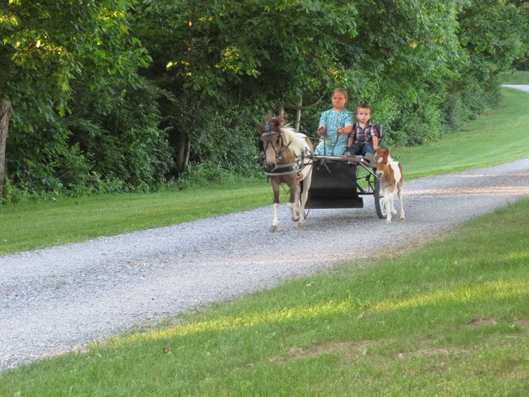 More ponies/small horses Mare 2 years 9.1 hh Pinto in Shippensburg