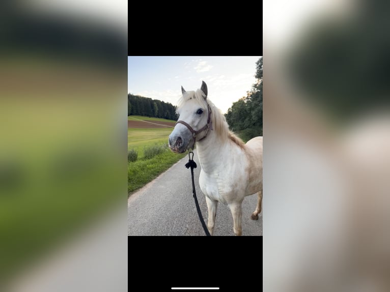 More ponies/small horses Mix Mare 3 years 11,1 hh White in Pilsach