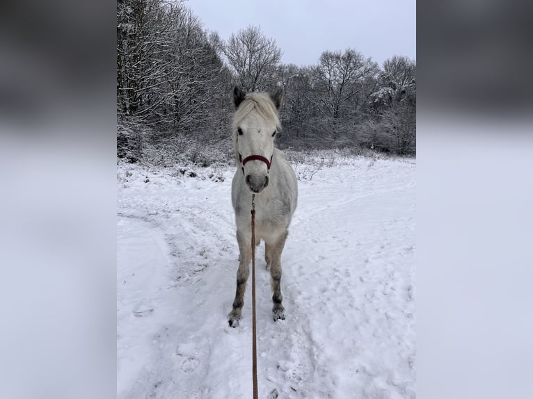 More ponies/small horses Mix Mare 3 years 12,1 hh Grey in Pilsach
