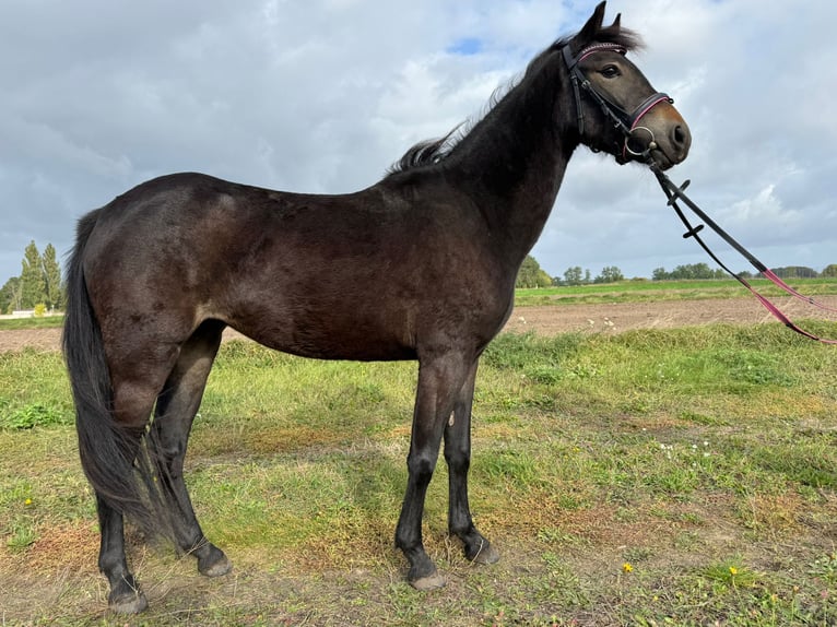 More ponies/small horses Mix Mare 3 years 13.1 hh Bay-Dark in Wolsztyn