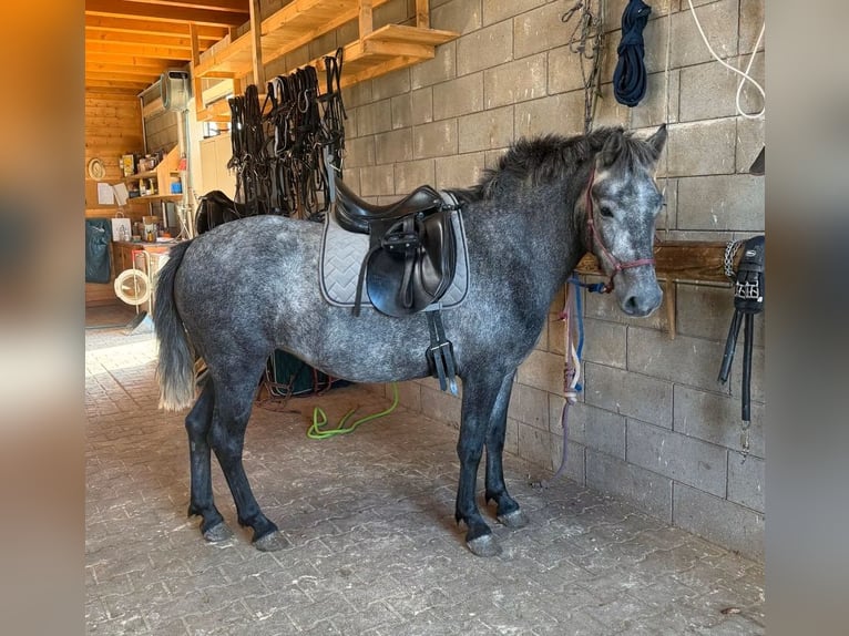 More ponies/small horses Mare 3 years 13.1 hh Grey-Dapple in Daleiden