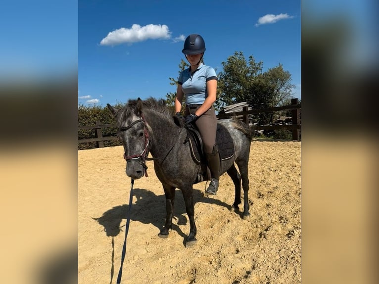 More ponies/small horses Mare 3 years 13.1 hh Grey-Dapple in Daleiden
