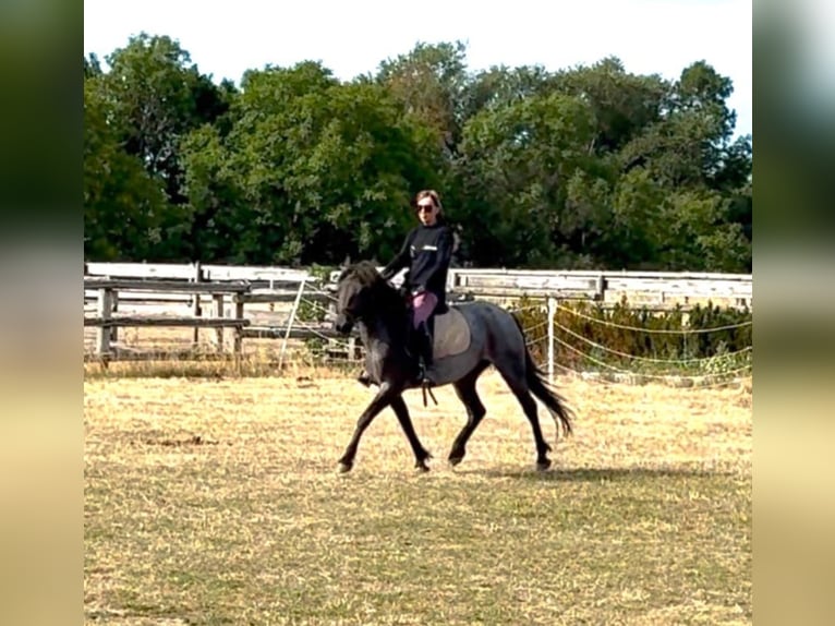 More ponies/small horses Mare 3 years 13.2 hh Roan-Blue in Rechnitz