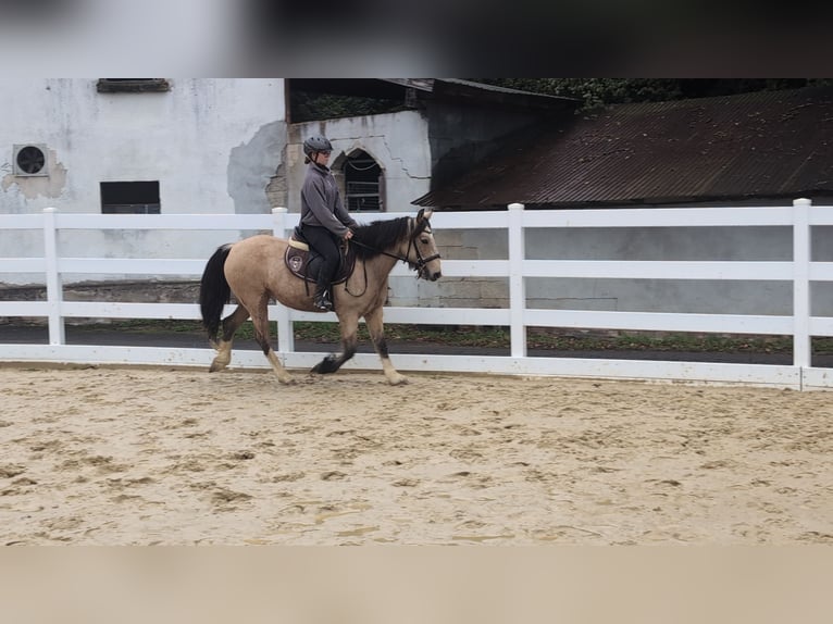 More ponies/small horses Mare 3 years 13.3 hh Buckskin in Morsbach