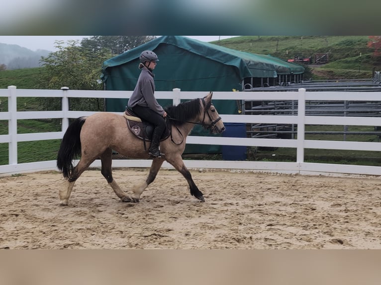 More ponies/small horses Mare 3 years 13.3 hh Buckskin in Morsbach