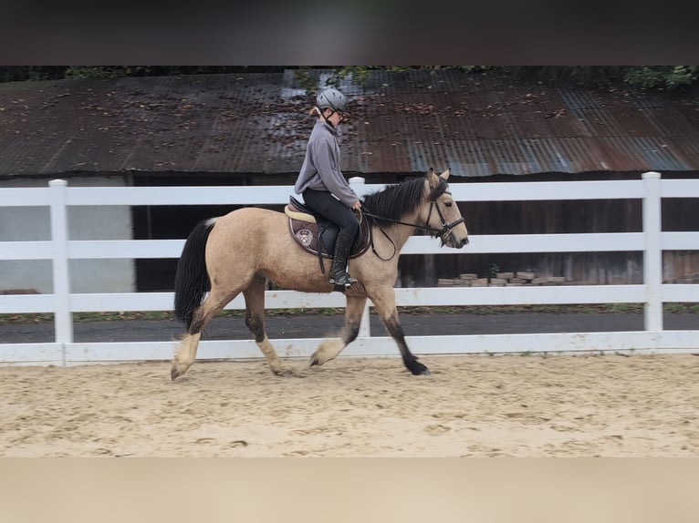 More ponies/small horses Mare 3 years 13.3 hh Buckskin in Morsbach