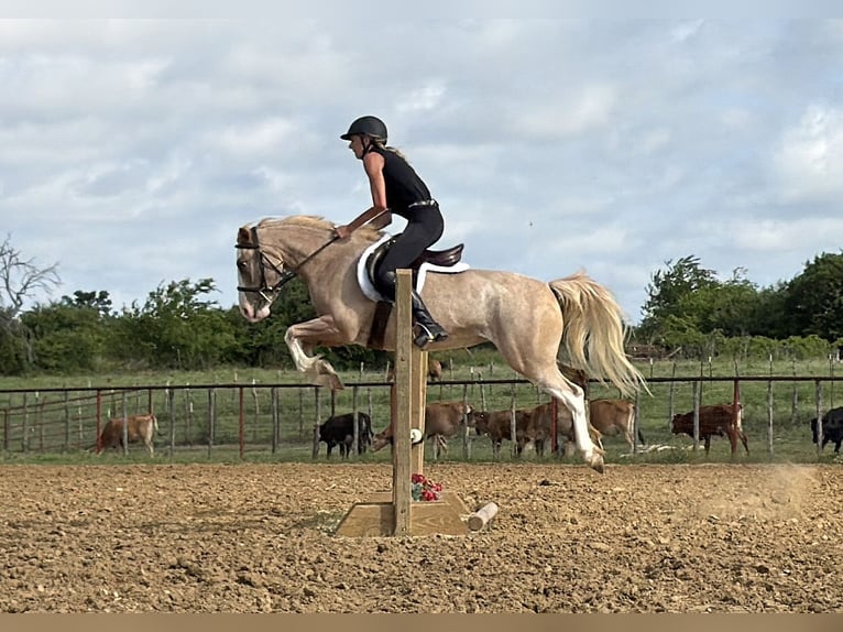 More ponies/small horses Mare 3 years 13 hh Roan-Red in Weatherford