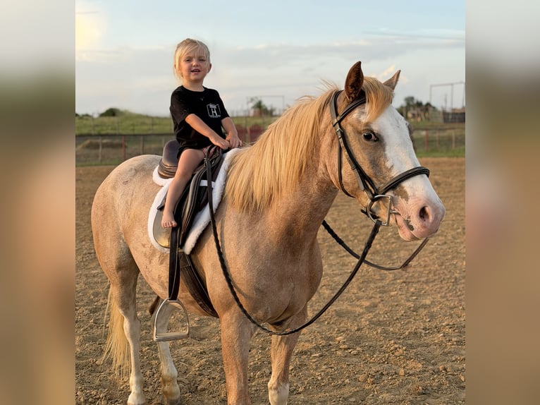 More ponies/small horses Mare 3 years 13 hh Roan-Red in Weatherford