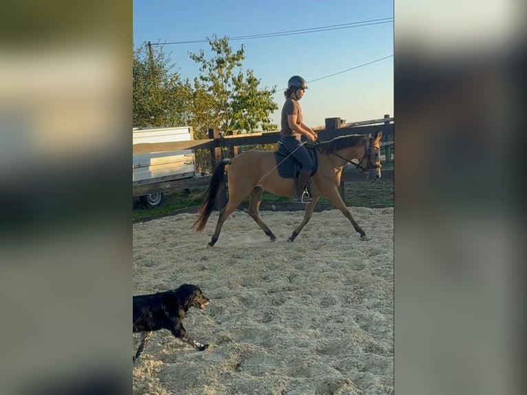 More ponies/small horses Mare 3 years 14.1 hh Buckskin in Daleiden