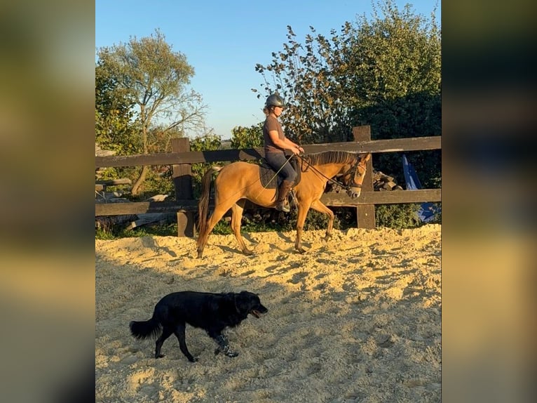More ponies/small horses Mare 3 years 14.1 hh Buckskin in Daleiden