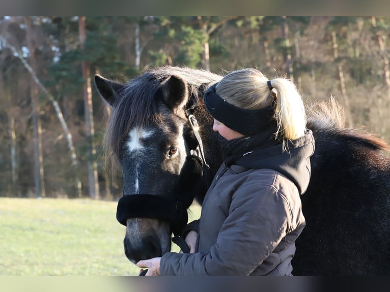 More ponies/small horses Mix Mare 3 years 14.1 hh Grey-Dark-Tan in Tanna