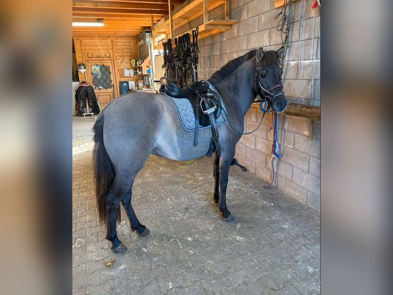 More ponies/small horses Mare 3 years 14 hh Grullo in Daleiden