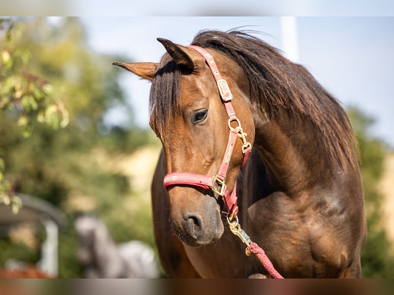 More ponies/small horses Mare 3 years 14,2 hh Bay-Dark in Bad Camberg