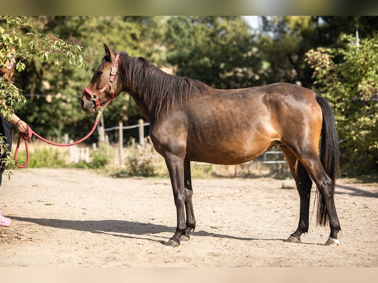 More ponies/small horses Mare 3 years 14,2 hh Bay-Dark in Bad Camberg