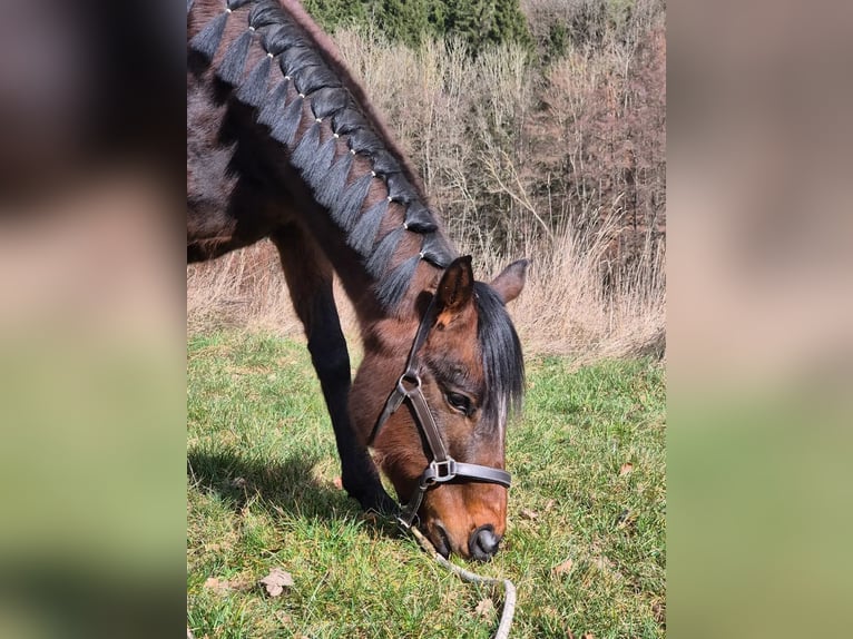 More ponies/small horses Mare 3 years 14,2 hh Brown in Blankenheim