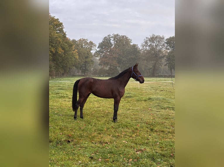 More ponies/small horses Mare 3 years 15,1 hh Brown in Uplengen