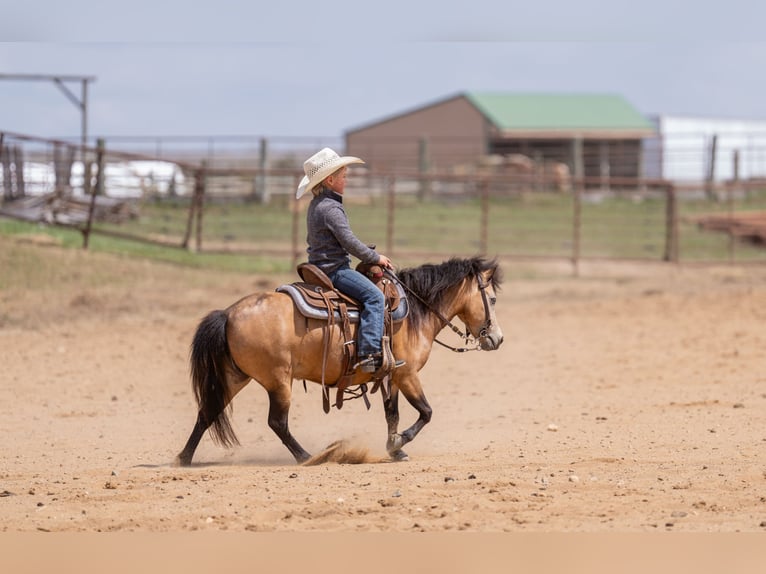 More ponies/small horses Mare 4 years 10.1 hh Buckskin in Nevis, MN