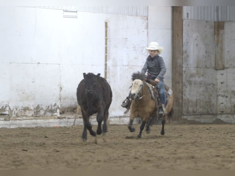 More ponies/small horses Mare 4 years 10.1 hh Buckskin in Nevis, MN
