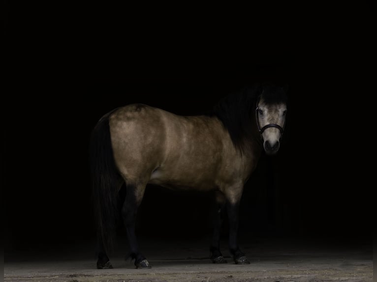 More ponies/small horses Mare 4 years 10.1 hh Buckskin in Nevis, MN