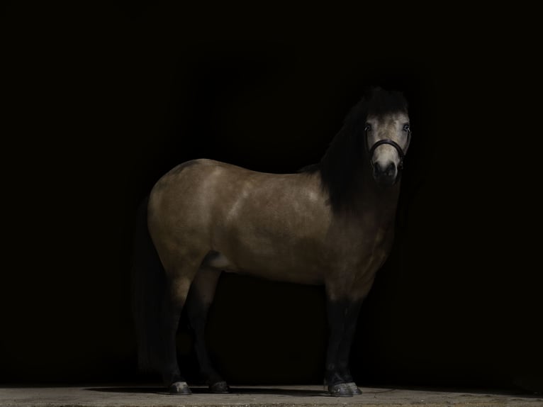 More ponies/small horses Mare 4 years 10.1 hh Buckskin in Nevis, MN