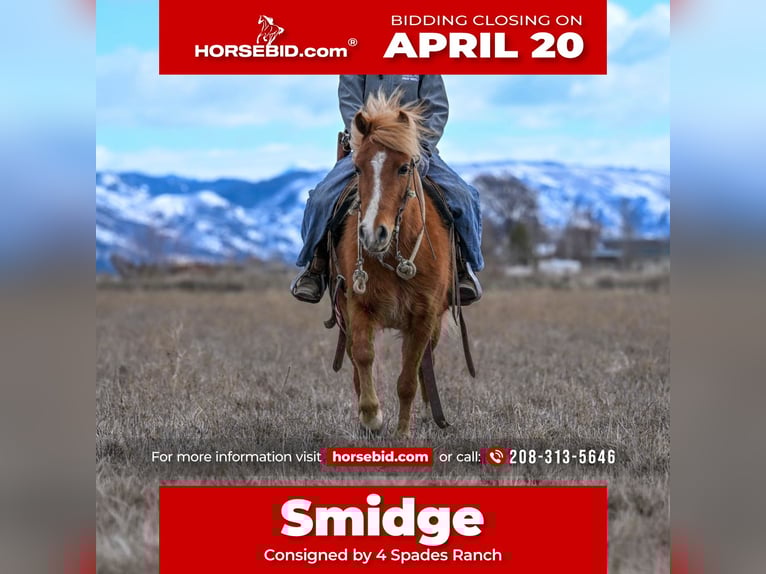 More ponies/small horses Mare 4 years 10.2 hh Sorrel in Rigby