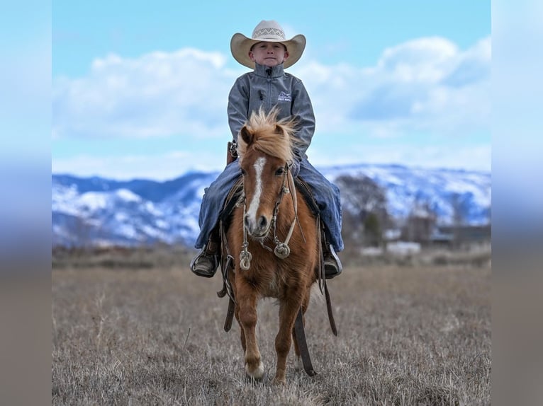 More ponies/small horses Mare 4 years 10.2 hh Sorrel in Rigby