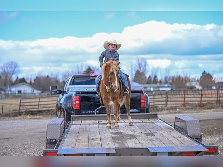 More ponies/small horses Mare 4 years 10,2 hh Sorrel in Rigby