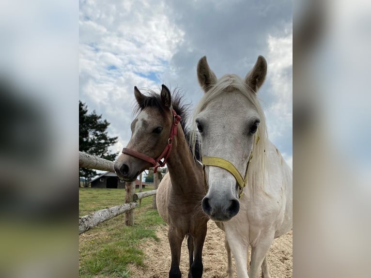 More ponies/small horses Mare 4 years 12.1 hh Brown Falb mold in Eggermühlen