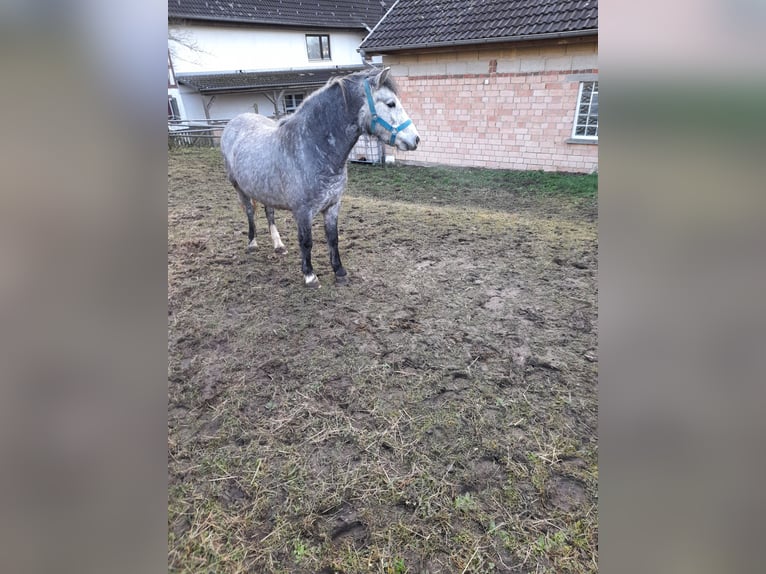 More ponies/small horses Mix Mare 4 years 12 hh in Bad Saulgau