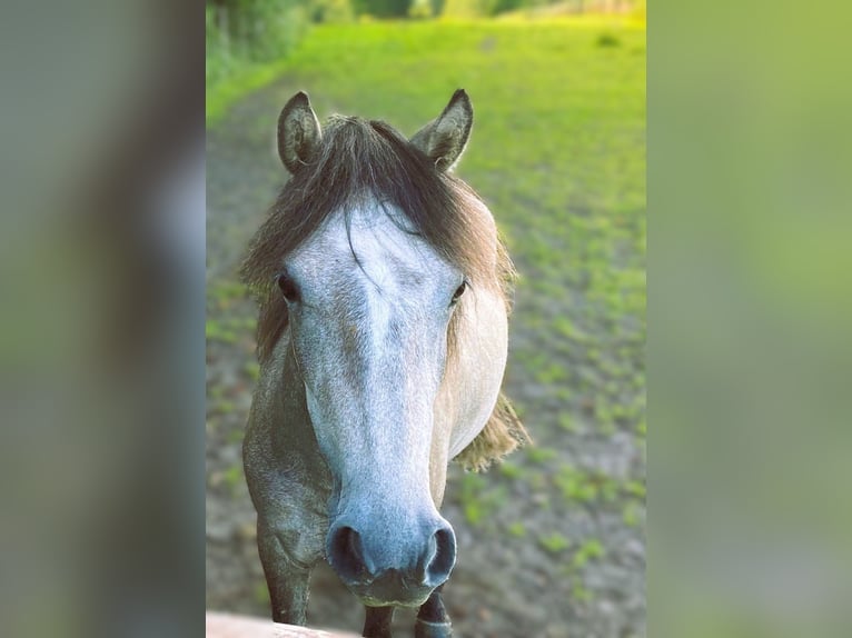 More ponies/small horses Mare 4 years 12,1 hh Brown Falb mold in Eggermühlen