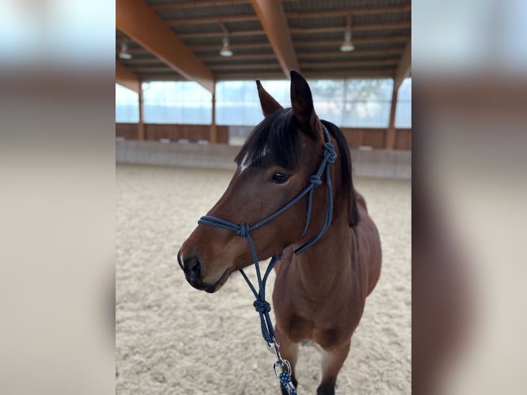 More ponies/small horses Mare 4 years 12,2 hh Chestnut in Dorfbeuern More ponies/small horses Mare 4 years 12,2 hh Chestnut in Dorfbeuern