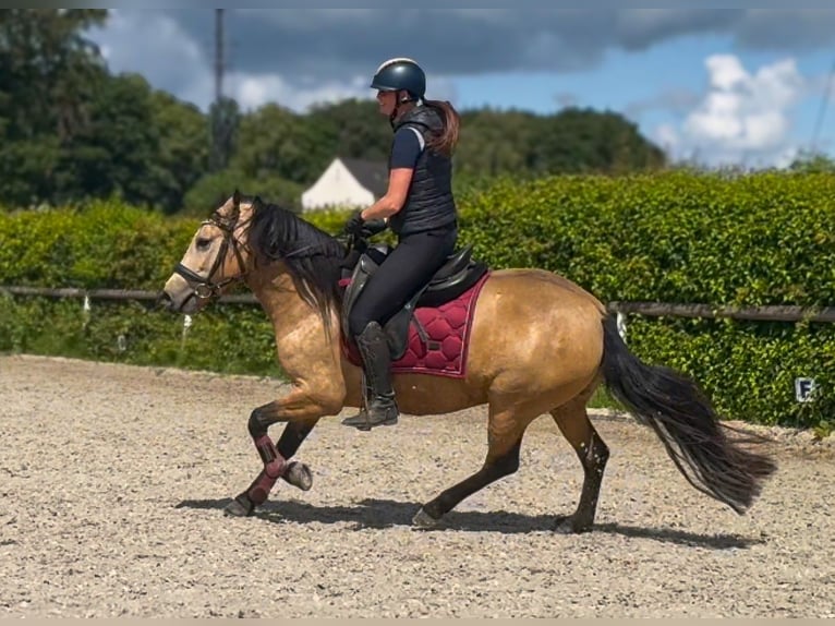 More ponies/small horses Mare 4 years 13.2 hh Dun in Neustadt (Wied)