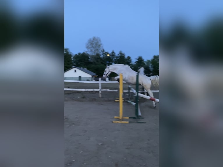 More ponies/small horses Mare 4 years 13.2 hh Leopard-Piebald in Lubin