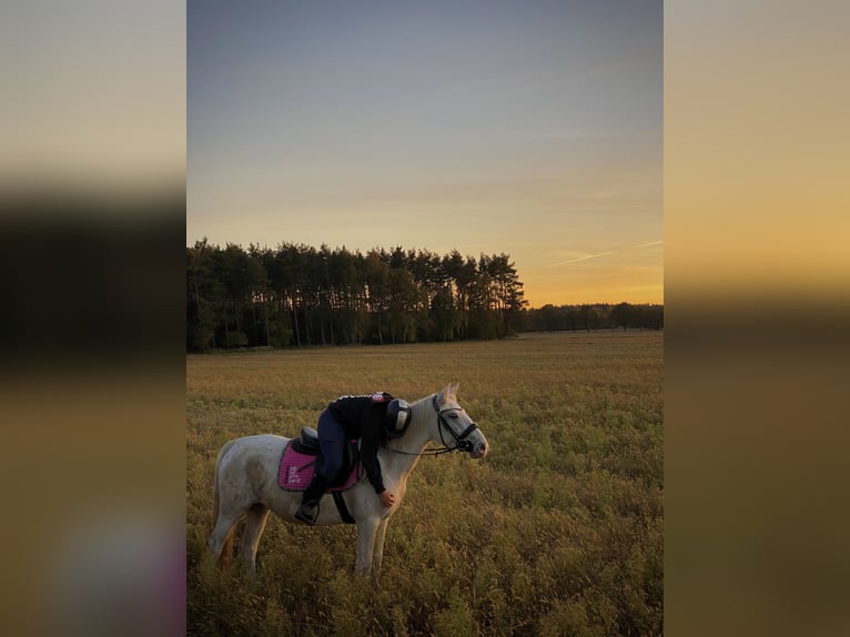 More ponies/small horses Mare 4 years 13.2 hh Leopard-Piebald in Lubin