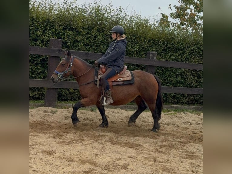 More ponies/small horses Mare 4 years 13,1 hh Brown in Daleiden