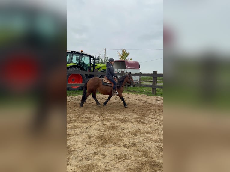 More ponies/small horses Mare 4 years 13,1 hh Brown in Daleiden