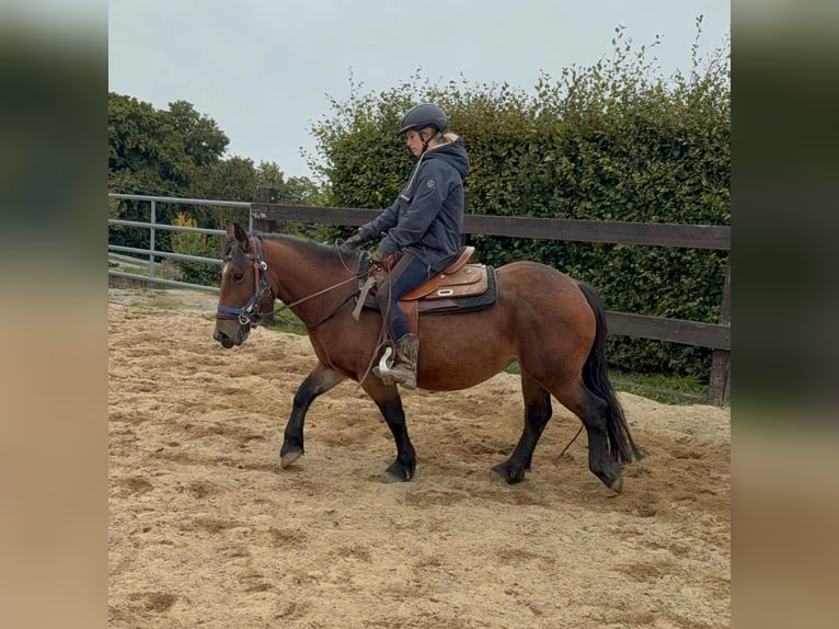 More ponies/small horses Mare 4 years 13,1 hh Brown in Daleiden