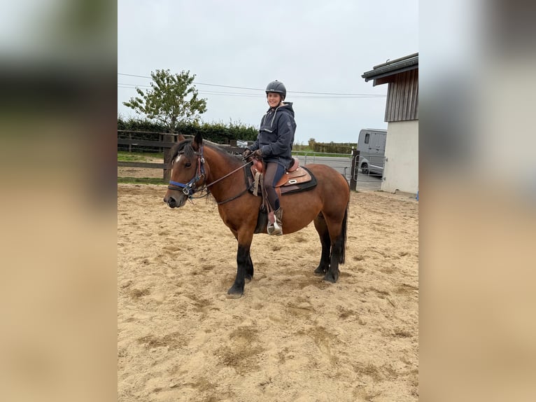 More ponies/small horses Mare 4 years 13,1 hh Brown in Daleiden