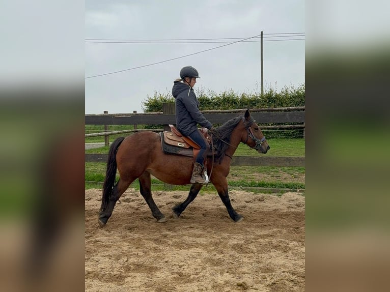 More ponies/small horses Mare 4 years 13,1 hh Brown in Daleiden
