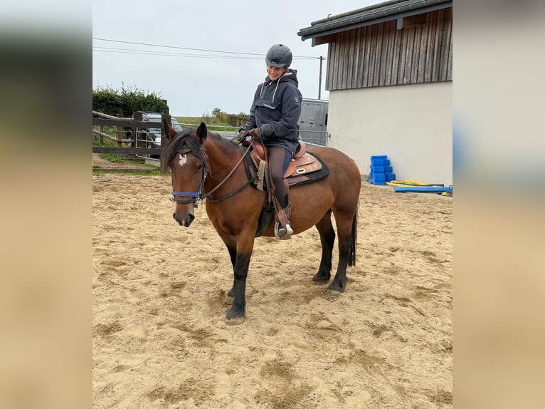 More ponies/small horses Mare 4 years 13,1 hh Brown in Daleiden