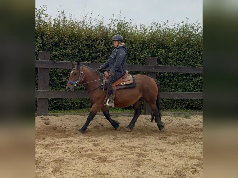 More ponies/small horses Mare 4 years 13,1 hh Brown in Daleiden
