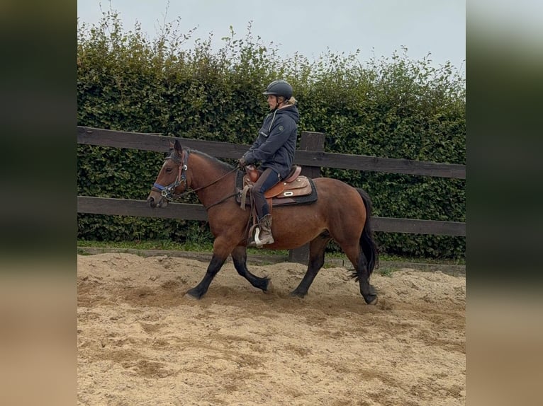 More ponies/small horses Mare 4 years 13,1 hh Brown in Daleiden