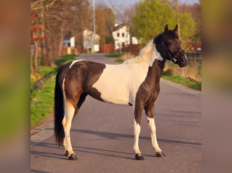 More ponies/small horses Mare 4 years 13,1 hh Pinto in Someren