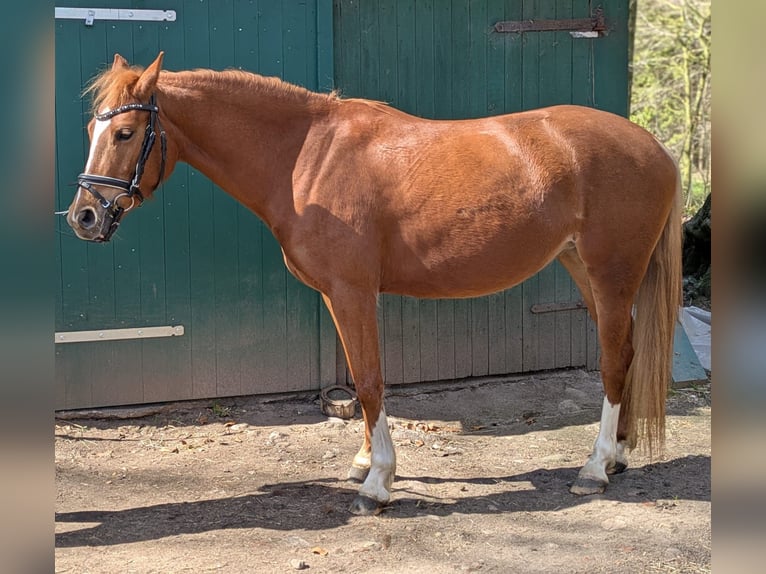 More ponies/small horses Mare 4 years 13,2 hh Chestnut-Red in Stade