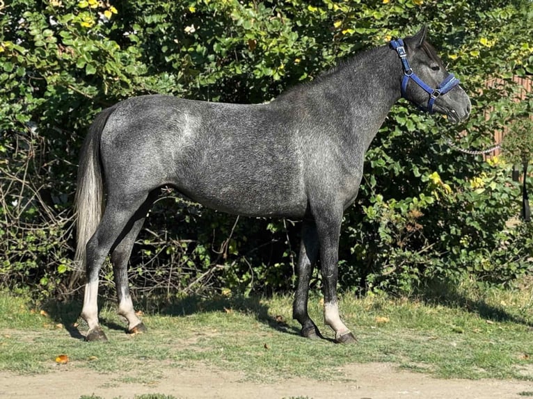More ponies/small horses Mare 4 years 13,2 hh Grey-Dapple in Békés More ponies/small horses Mare 4 years 13,2 hh Grey-Dapple in Békés