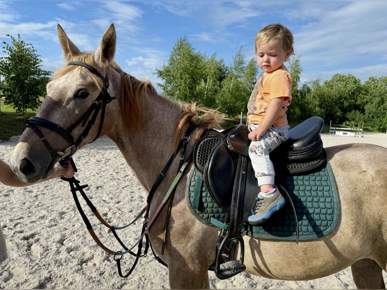 More ponies/small horses Mare 4 years 13,2 hh Overo-all-colors in Pelmberg