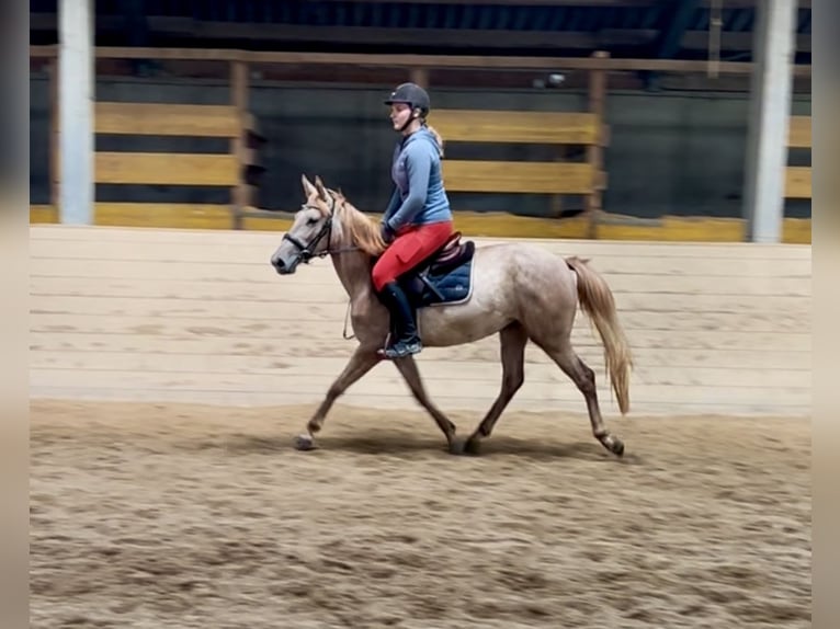 More ponies/small horses Mare 4 years 13,2 hh Overo-all-colors in Pelmberg