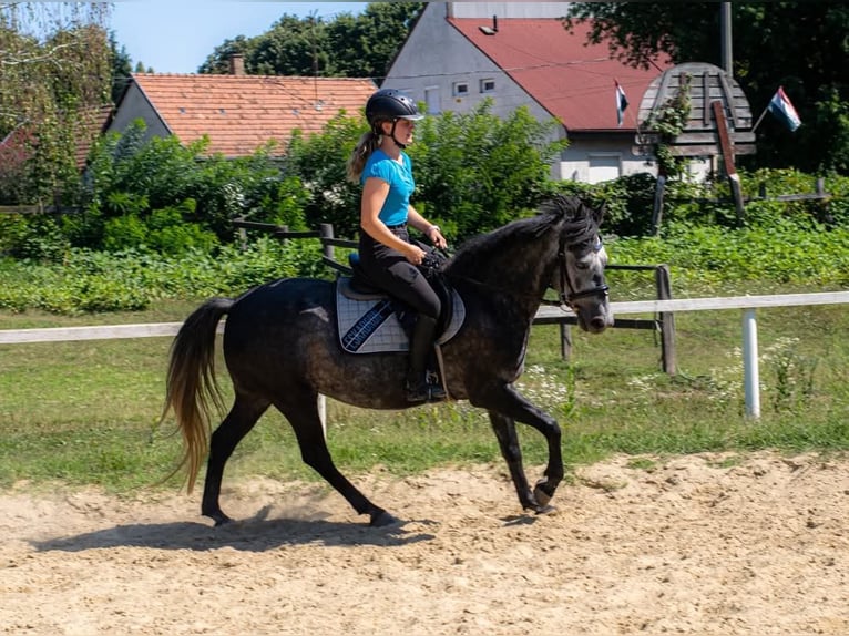 More ponies/small horses Mare 4 years 13,3 hh Grey in &#xD6;cs&#xF6;d