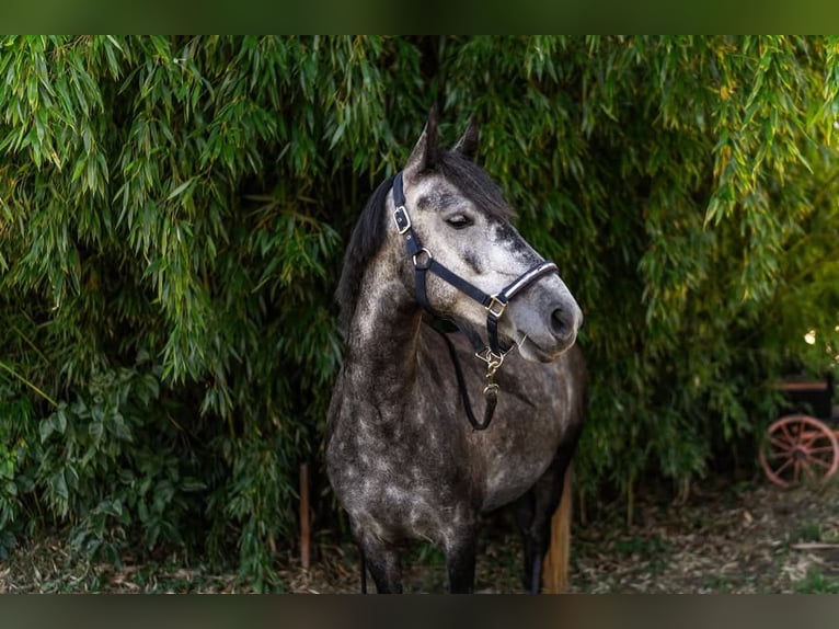More ponies/small horses Mare 4 years 13,3 hh Grey in &#xD6;cs&#xF6;d