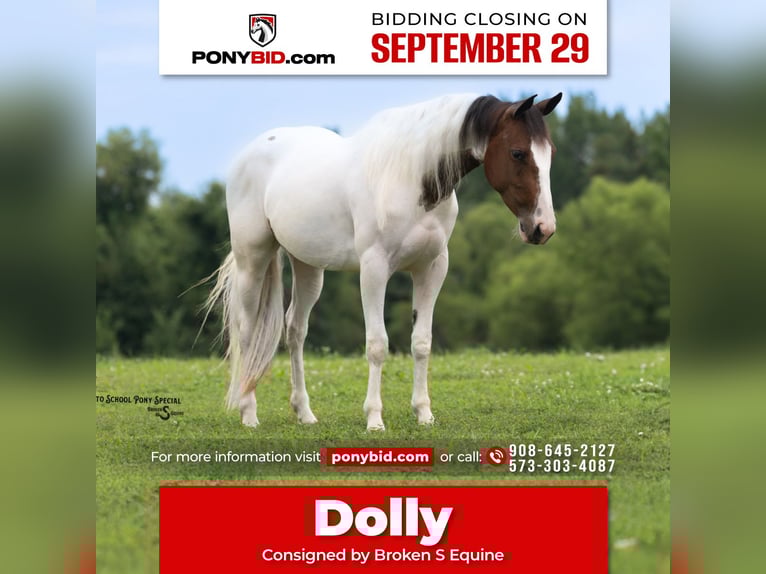 More ponies/small horses Mare 4 years 13,3 hh Pinto in Bogard